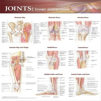 Joints of the Lower Extremities Anatomical Chart Wolters Kluwer H
