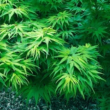 10 "DWARF" Japanese Maple Tree Seeds (Mikawa yatsubusa) UNIQUE Hemp Herb Bonsai 