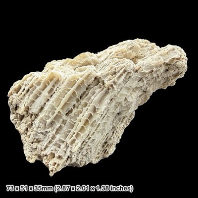 Calceola Sandalina Fossil Koralle Devon Marokko echt Rugose Korallenpräparat
