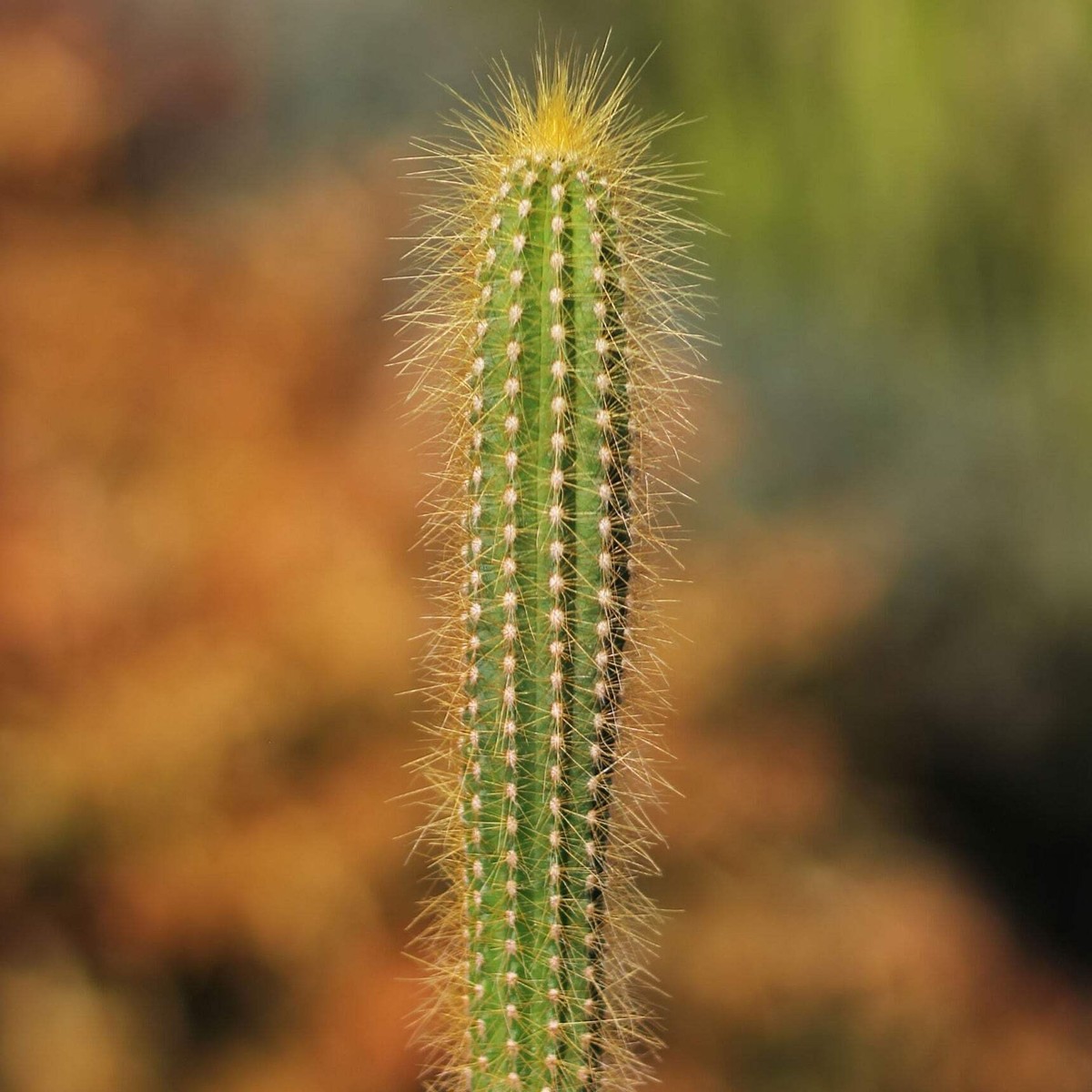 Pilosocereus tillianus cactus Cacti Succulent real live plant | eBay