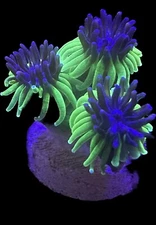 Live Coral Galaxea Sonic The Hedge Hog 3/4"