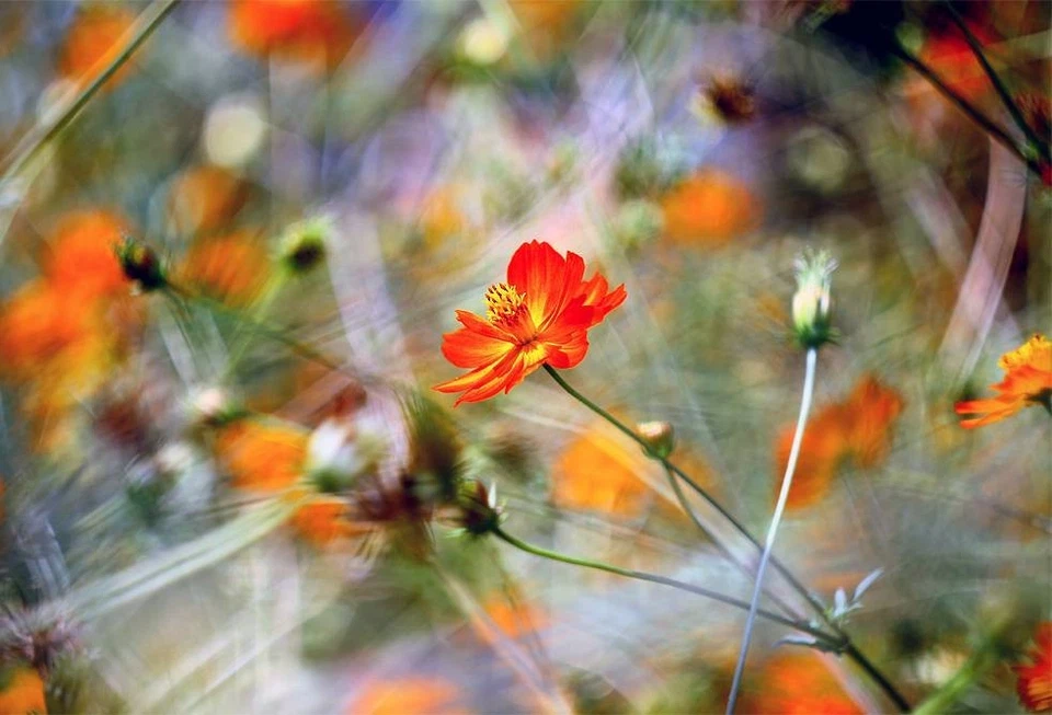 Petzval Modification Soviet lens Helios 44M 58mm Dreamy Swirly Bokeh M42 vintage - Image 4 of 4