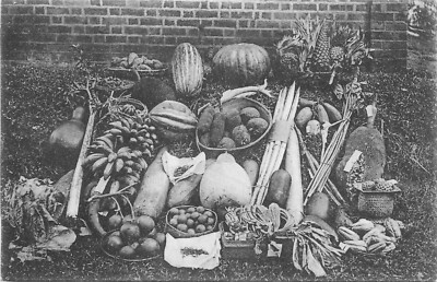 C-1910 Ceylon Sri Lanka fruit Produce Display occupation Postcard 24-11983