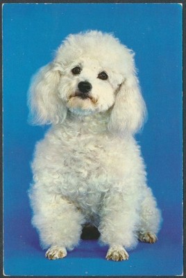 Hundepudel Postkarte John Hinde 3/1053 verschickt 1983 portofrei UK PCD13
