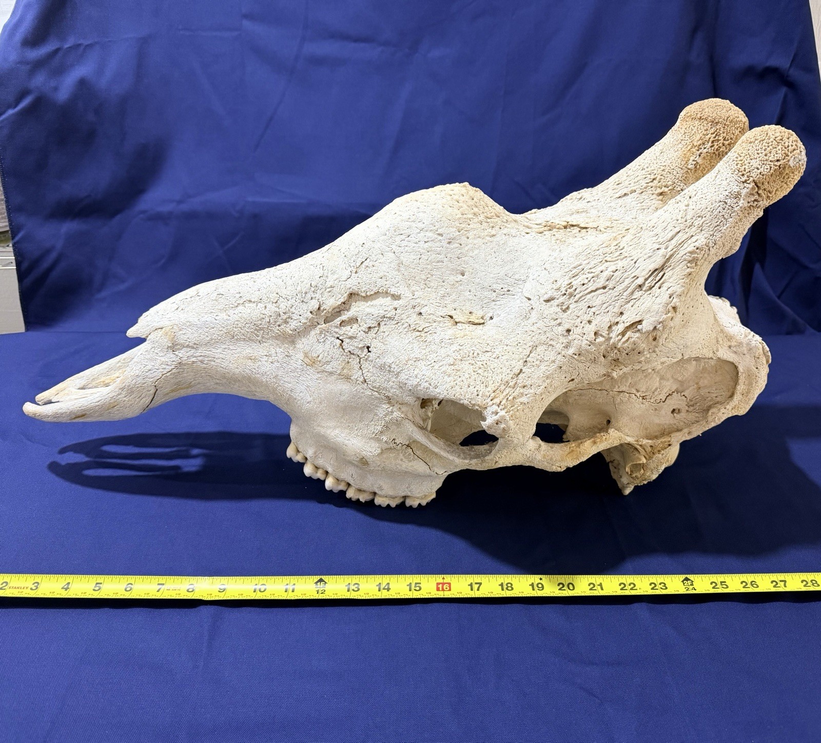 Authentic Giraffe Skull Real Bone Taxidermy Natural History Oddity ...