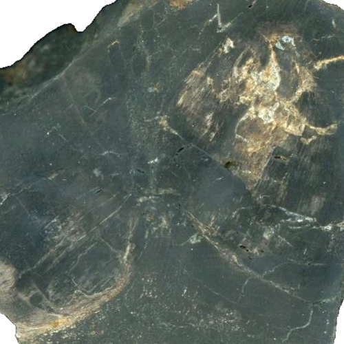 versteinertes Holz von Mainhardt Nähe Heilbronn Wüstenrot Schwaben - selten !! - Bild 4 von 4