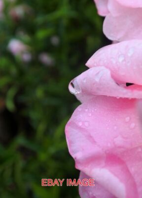 FOTO REGENTROPFEN AUF ROSENGARTEN NACH EINEM REGENSCHAUER