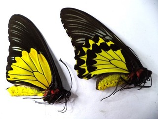 UNMOUNTED BUTTERFLIES/ORNITHOPTERA T CUNEIFERA PAENINSULAE PAIR