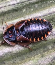 Adult Dubia Roach Breeders   Start Producing Feeders at Home