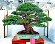 10 JAPANESE BLACK PINE TREE SEEDS (Pinus thunbergii) "Easy & Famous for Bonsai"
