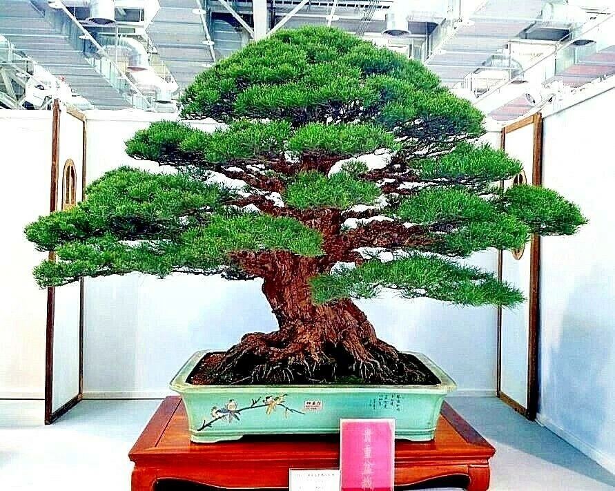 20 SEMILLAS DE PINO NEGRO JAPONÉS (Pinus thunbergii) "Fáciles y famosas para Bonsai" Foto 2 de 4