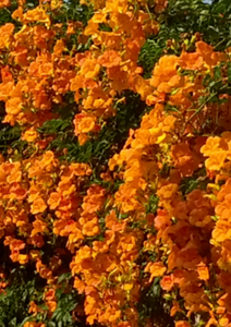 Pianta Di Bignonia Grandiflora Rampicante - Fiori Arancioni, Vaso 18 Cm - Resistente Al Freddo - AMDGarden - Foto 12