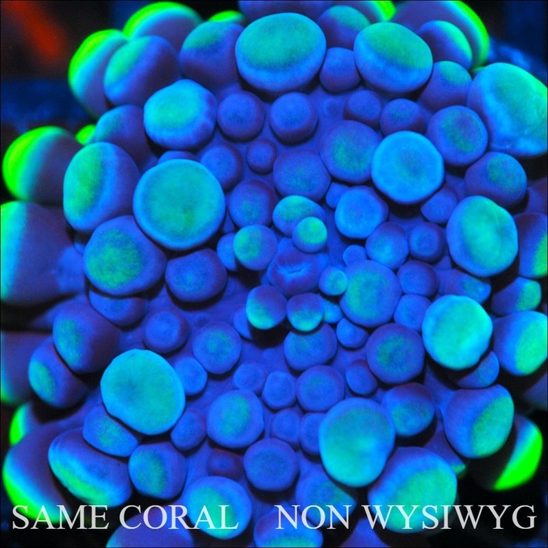 COE~ NON WYSIWYG Live Coral ~ Alien Invasion Bounce Yuma Mushroom - .5''