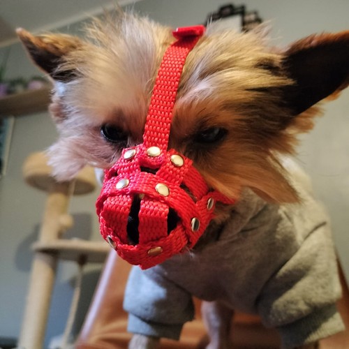 Nylon Hundesauze für Yorkshire Terrier, Mini Pincher, Chihuahua & ähnliche Schnauzen - Bild 8 von 23