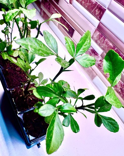 Hardy Orange Tree Sprouts (4” Fully Rooted) – Cold-Hardy Citrus Ready to Plant