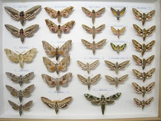 Butterfly collection / Schmetterlingssammlung – Box 19 – Sphingidae