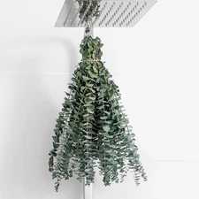 10 Pcs Dried Eucalyptus Stems 17" Real Eucalyptus for Shower Hanging 100% Made f