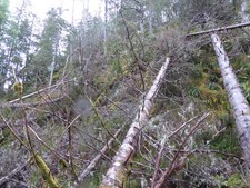 Photo A3 Ravens Rock Gorge is still blocked by fallen timber Altass  c2016