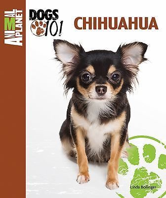 Chihuahua by Bollinger, Linda