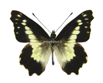 Unmounted Butterfly/Pieridae - Leodonta zenobia ssp., male, Peru