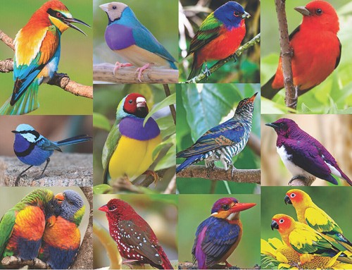 Springbok Birds Of Paradise 500 Piece Jigsaw Puzzle