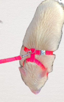 PIG HOG Harness 2 Curved Buckles Lighter Weight Home