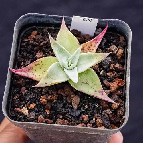 3CM Succulent Plant Dudleya Collomiae Crassulaceae Home Garden Beautiful Plant - Picture 13 of 16