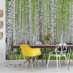 Tapete Vlies Fototapete Natur Landschaft Pflanzen Wald Forst Hain Baume Birken Ebay