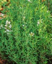 1000+Common Thyme Seeds True Winter Thyme Perennial Kitchen Garden Herb USA
