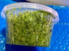 Live Duckweed Floating Aquarium Plant Lemna sp. 4 oz cup