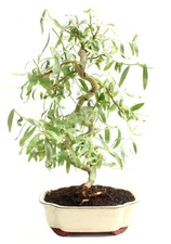 Bonsai Dwarf Japanese Curly Willow Tree Cutting - Very Rare Fast Growing Bonsai 
