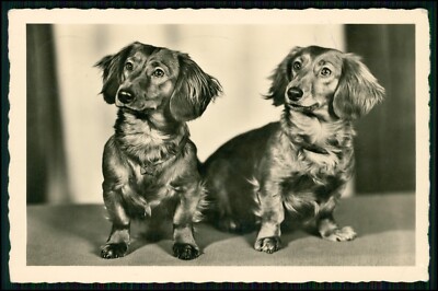 Photo postcard-dog Dachshund Dachshund Teckel-photo Heitze Berlin-card used