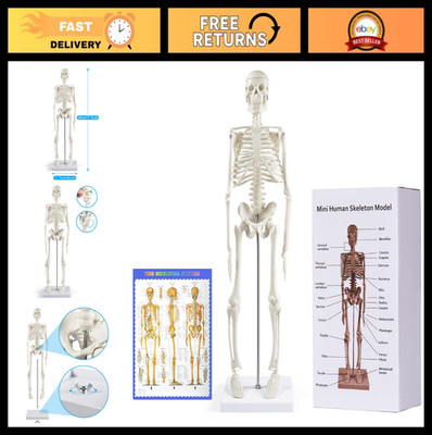 17'' Human Skeleton Model - Anatomical Study Tool with Movable Arms & Legs, Displ