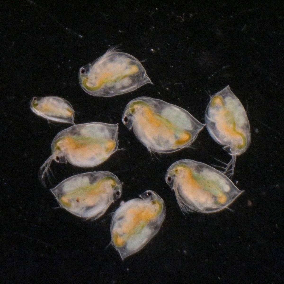 Daphnia Magna Eggs Excellent Live Food for Fish Betta Guppy Fish
