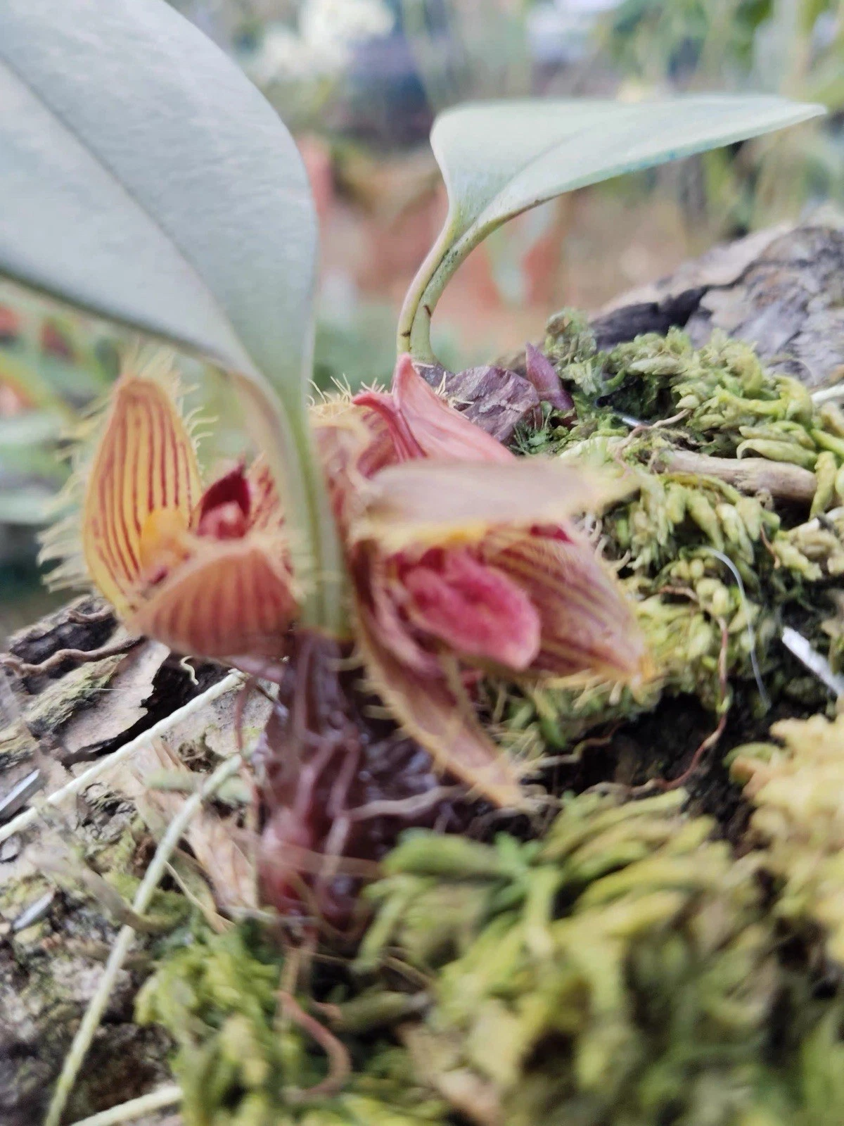 Philippines Bulbophyllum dayanum Rare Species Orchid Mounted Blooming Size Plant
Opens in a new wind