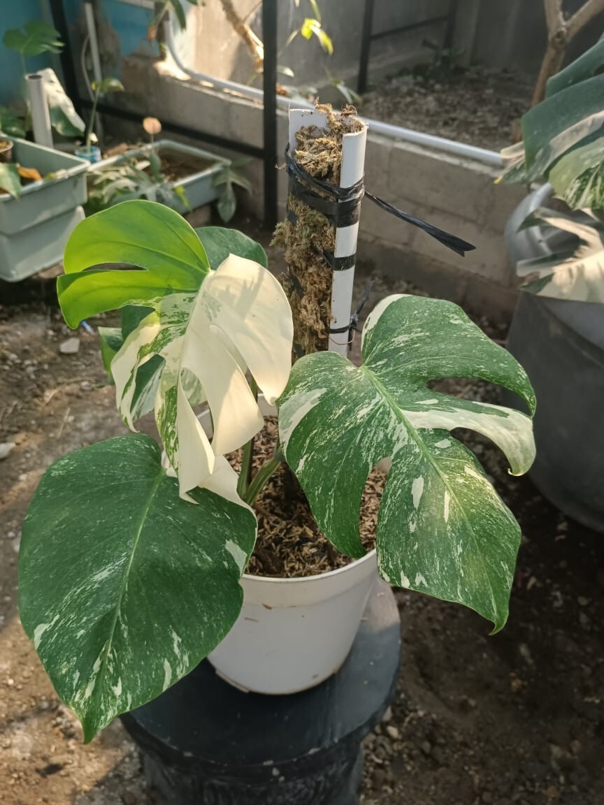 Monstera tigre blanco abigarrado l foto real envío gratuito Phytosanitari DHL Express