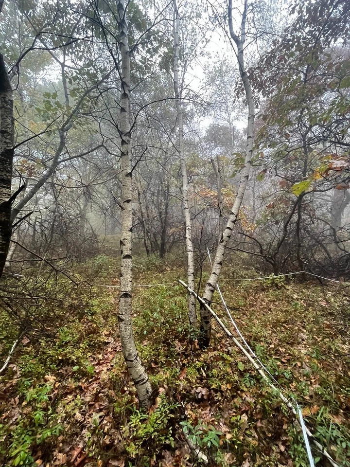 Семена деревьев Betula populifolia (серая береза), привлекательная кора бонсай - Изображение 4 из 4