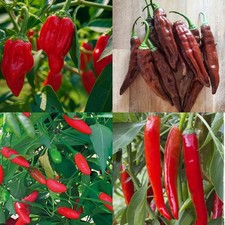 MIX SEMI 4 VARIETÀ PEPERONCINO: CALABRESE, CAYENNA, AJI PANCA, GREEK PEPPERONI