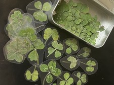Laminated Four-Leaf Clover