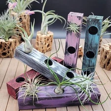 Natural Painted Wood Block 3-Hole cactus Cacti Succulent real live plant