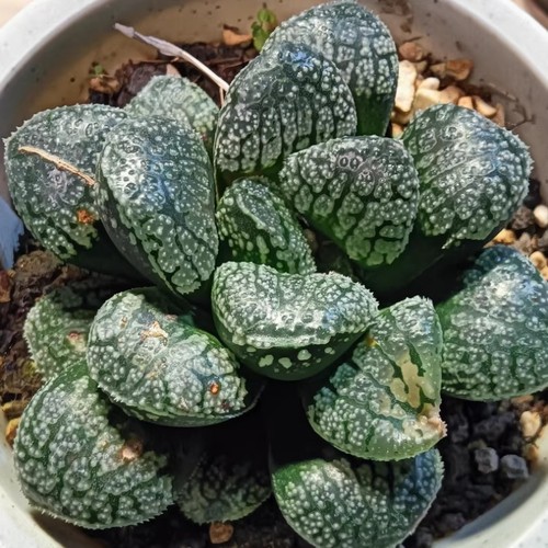 Pianta Succulenta 5CM Haworthia Comptioniana Demone Liliaceae Casa Giardino Bellissima - Foto 4 di 15