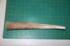 Large Upper Elk Antler Dog Chew 54 / bone chews moose treats deer 215