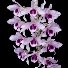 Orchid - Dendrobium Little Sweet Scent D. parishii x D. anosmum Live Plant