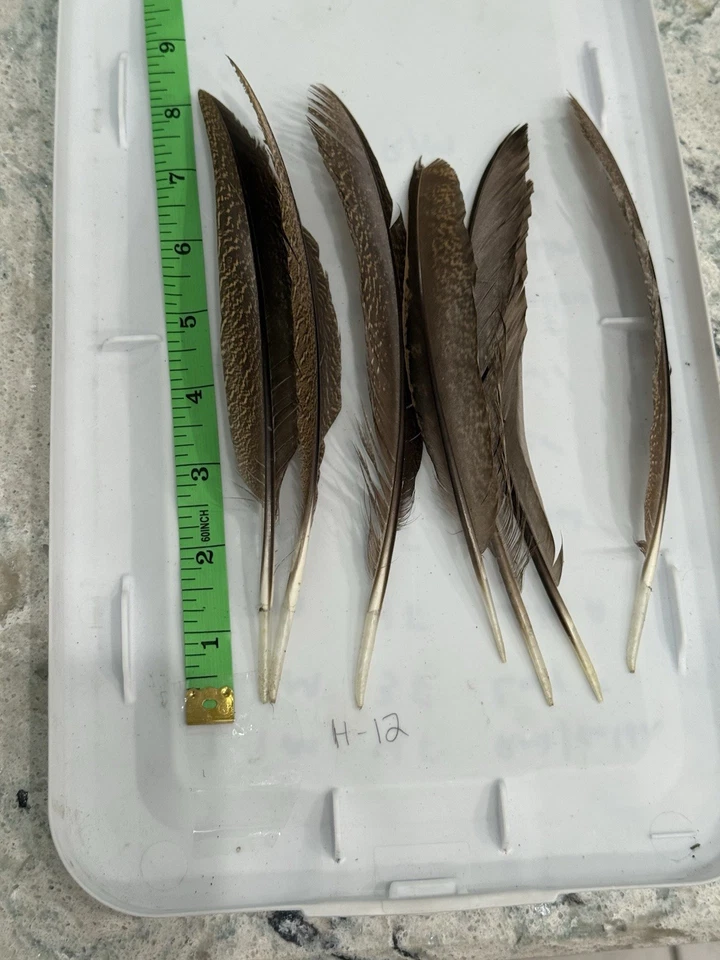 Plumas de faisán plateado 7 piezas plumas decorativas 6-9 pulgadas para sombrero artesanal hágalo usted mismo Foto 2 de 4