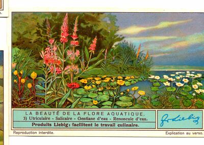 S1329- CHROM LIEBIG - 1936 - '' DIE SCHÖNHEIT DER WASSERFLORA '' : 3. ENZIANE