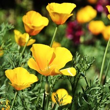 Chrome Queen Dwarf Yellow California Poppy Seeds - For 2026 Planting Mini