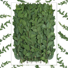 50 Pcs 6 Inch Pressed Dried Eucalyptus Leaves, Green