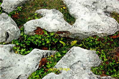 Photo 6x4 The Burren - R480 - Poulnabrone Dolmen Site - Plants in Rock 2 c2012