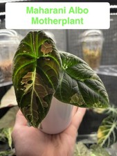 Alocasia maharani albo * CORM ONLY*