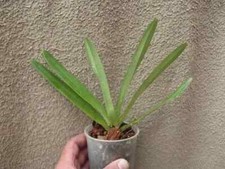 Rare Paphiopedilum hirsutissimum MFG x AM orchid plant , not in bloom